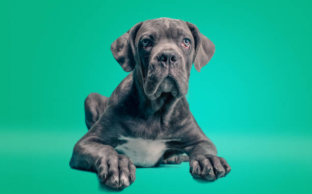 istock one cane corso puppy on a colored background 2187798658