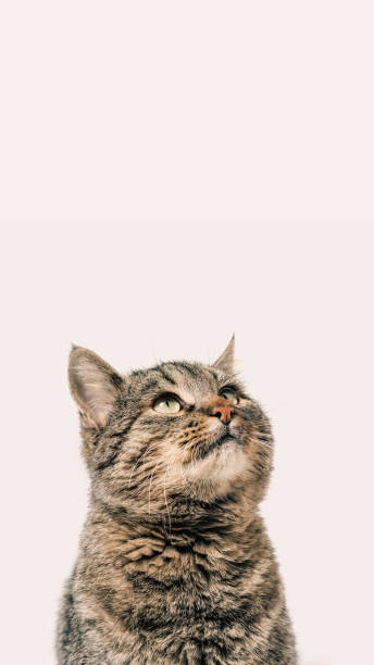 istock gray cat looks up closeup 2187799668