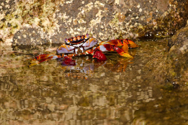 Sally Crab Close-up