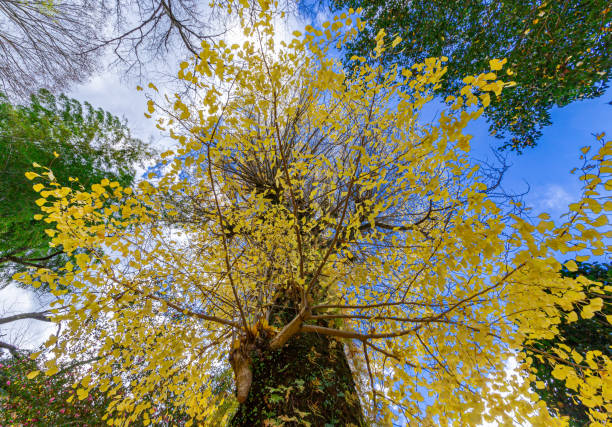 Beautiful Japanese autumn leaves