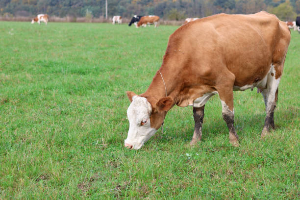 Cows graze in the pasture. Agriculture. Cattle breeding.