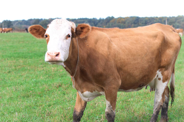 istock Cows graze in the pasture. Agriculture. Cattle breeding. 2187801581