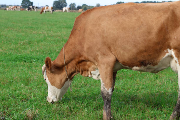 istock Cows graze in the pasture. Agriculture. Cattle breeding. 2187801642