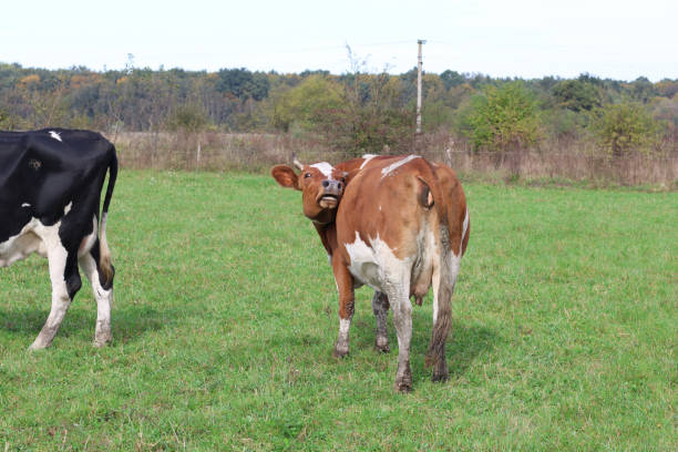 Cows graze in the pasture. Agriculture. Cattle breeding.