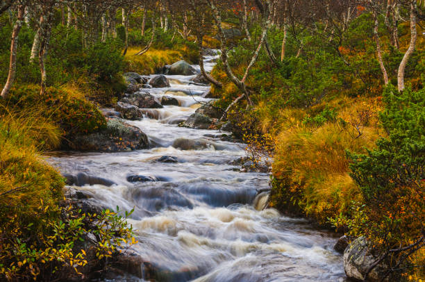 A river meanders through a tranquil forest setting, framed by vibrant autumn foliage and gently flowing water. The scene captures the peaceful essence of nature.