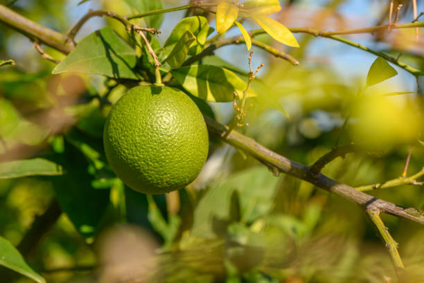 istock Vibrant green lime hanging from a sunlit branch in an orchard during a warm afternoon 2187803575