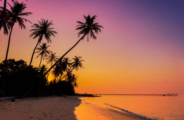 istock Summer with sunrise scene with  palm trees background as texture frame background 2187803836