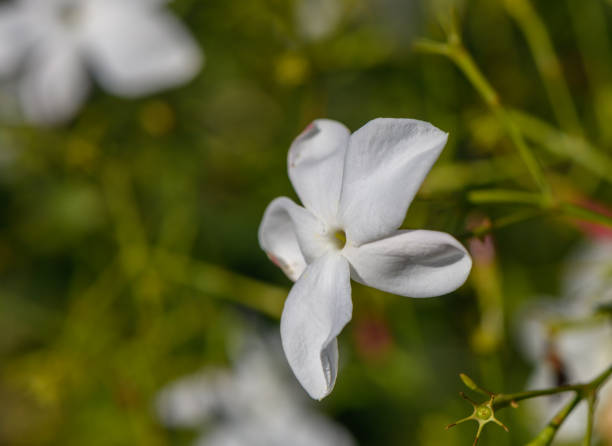 istock Delicate white jasmine blossoms bloom in a lush garden during springtime sunlight. 2187804242