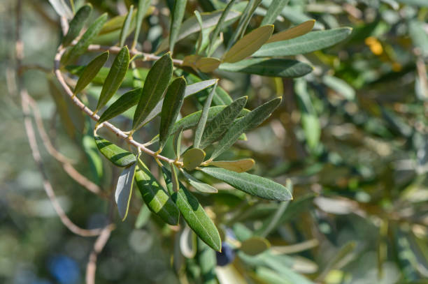 istock Olive tree branches sway gently in the warm Mediterranean breeze during midday. 2187804251