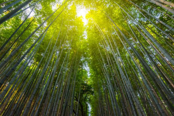 istock Sagano Bamboo forest in Arashiyama, Kyoto, Japan 2187804549