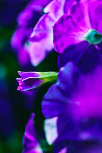 Macro image of the base of a purple poppy anemone