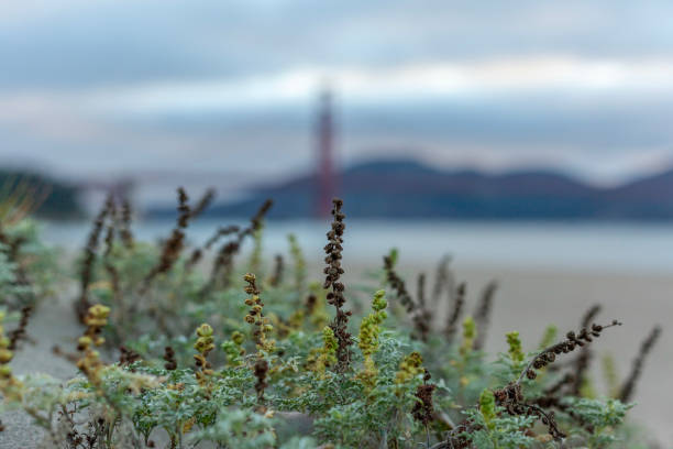 View across harbour to suspension bridge and hills, San Francisco
