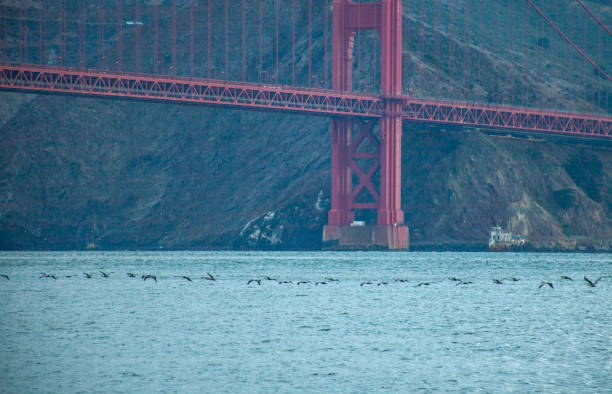 View across harbour to suspension bridge and hills, San Francisco