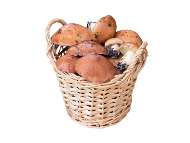 Forest wild mushrooms in the decorative basket isolated on white. Suillus luteus or slippery jacks. Brown mushrooms with slimy caps.