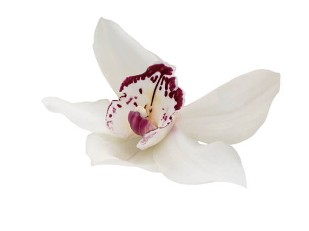 istock White orchid with purple markings isolated on white. 2187806658