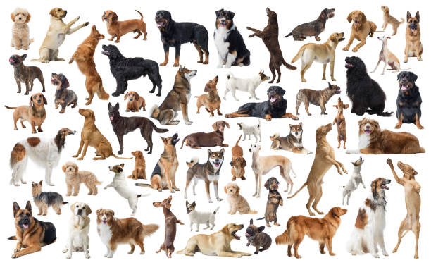 Dogs of different breeds, full body, collection of portraits, white backgound