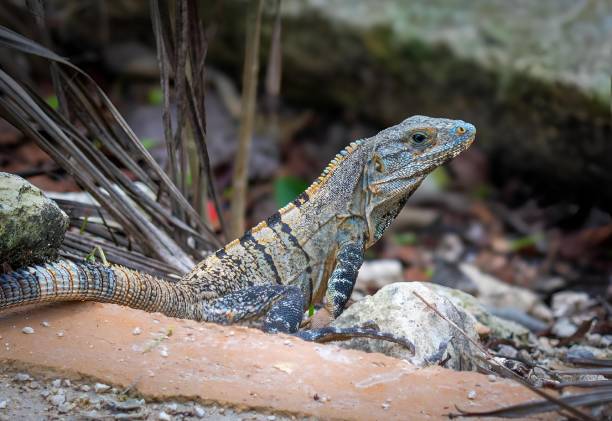 istock Colorful Lizard in Natural Habitat 2187807893