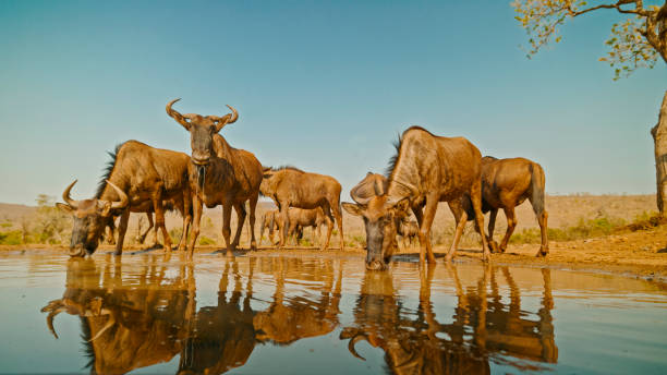 Herd of Wildebeests Gathers at a Tranquil Waterhole in Southern Africa,Quenching their Thirst under the Warm Sunlight. their Reflections Shimmer on the Still Water,Blending Seamlessly with the Peaceful Savanna Surroundings
