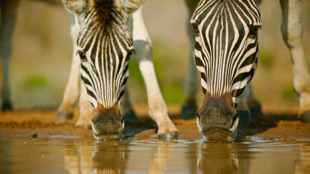 Zebras at a Tranquil Waterhole in Southern Africa,Lowering their Heads to Drink the Cool Water. their Striped Patterns Are Reflected on the Still Surface,Creating a Harmonious Scene in the Serene Savanna Landscape