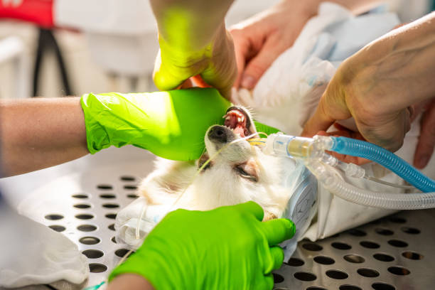 istock Veterinary Dental Procedure for Small Dog Under Anesthesia 2187808861