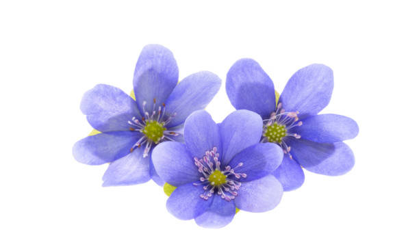 istock hepatica nobilis isolated 2187810445