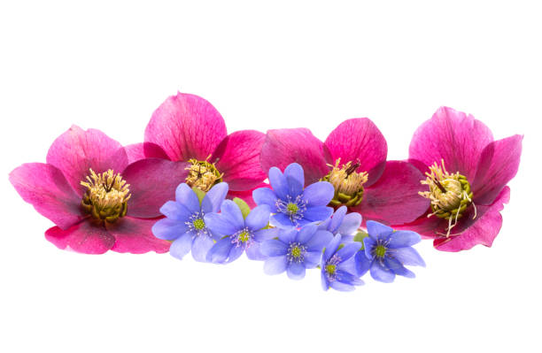 istock hepatica nobilis isolated 2187810449