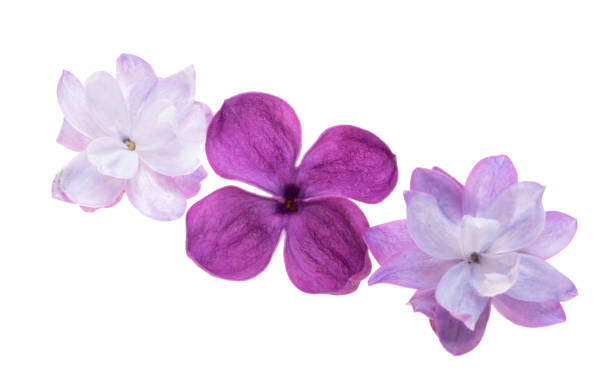 istock lilac flowers isolated 2187810678