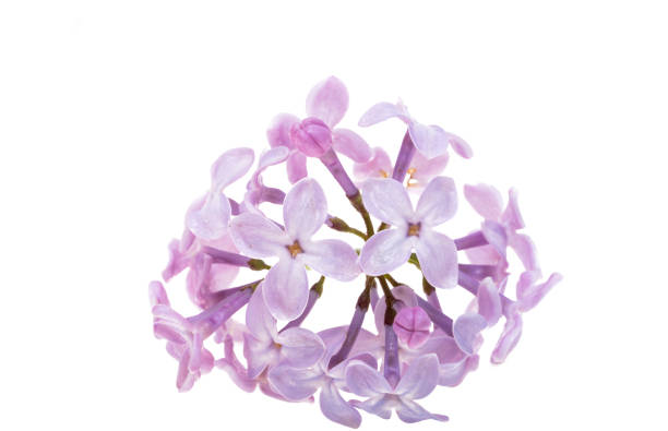 lilac flowers isolated on white background