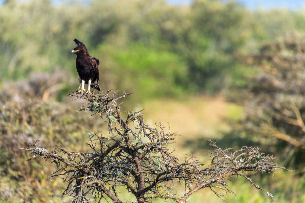istock Long-crested eagle in Lake Nakuru national park 2187811548