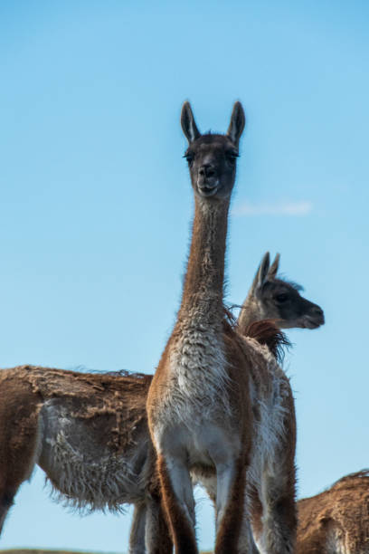 istock Guanacos on Tierra de Fuego 2187811563