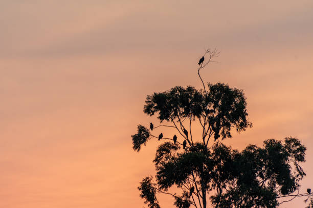 Birds on the branches of a tree at dawn