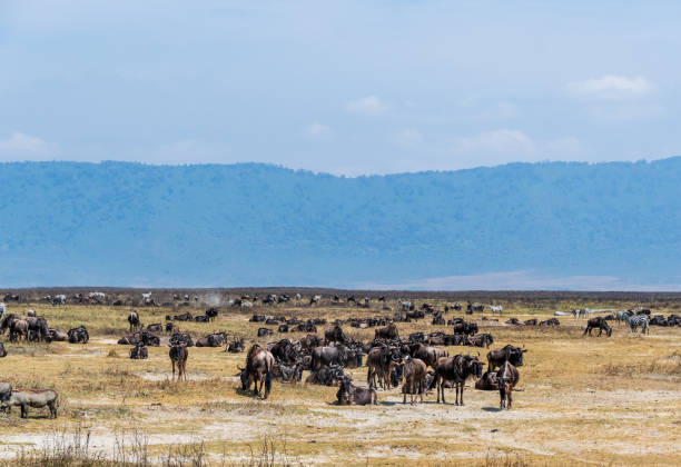 istock Wildebeest in the Ngorogoro Crater 2187811591