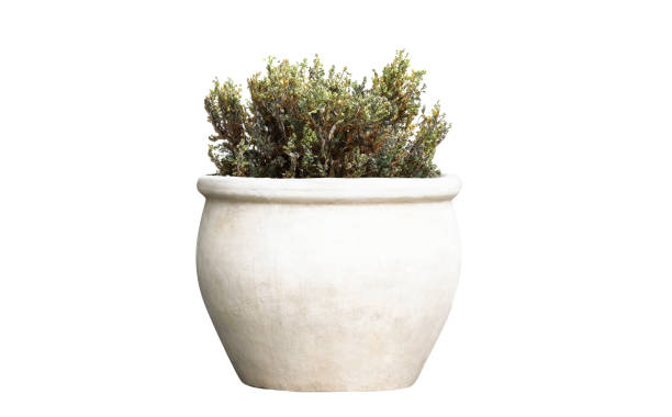 istock clay street vase isolated 2187812563