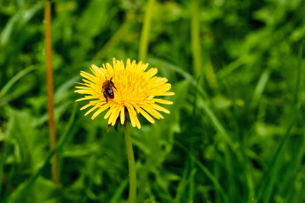 istock Yellow flower dandelion with bee among green grass 2187812581