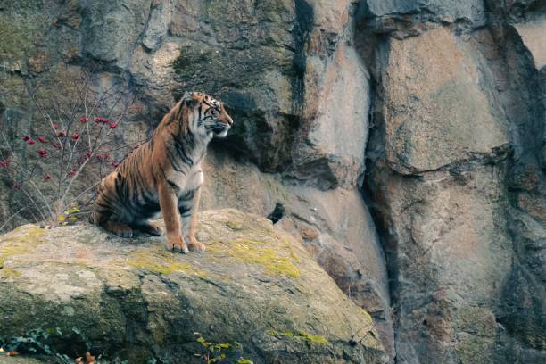 istock Majestic tiger on rocky ledge 2187812721