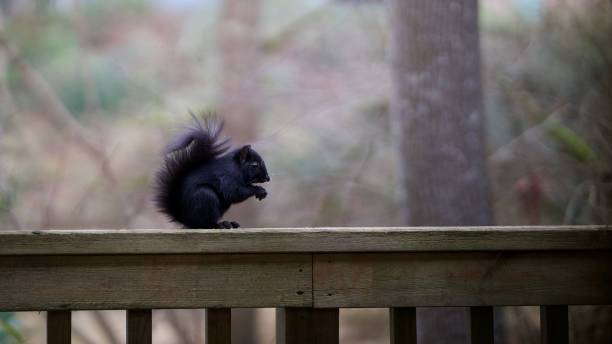 istock Black squirrel on a wooden railing in the forest. 2187813024