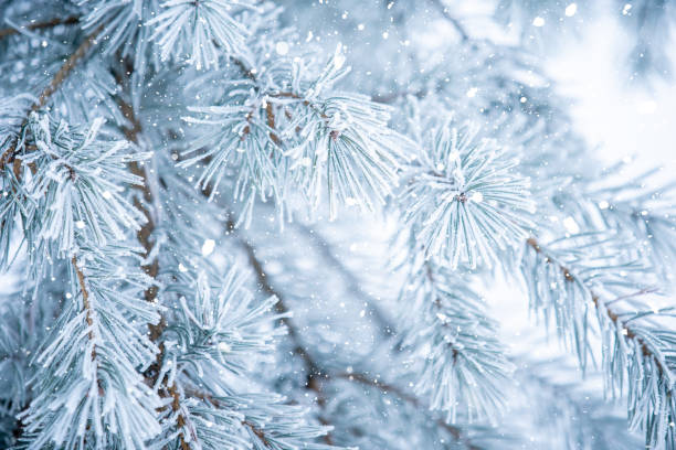istock Icy Pine Tree Branches with Heavy Frost and a Blurred Background. 2187813488