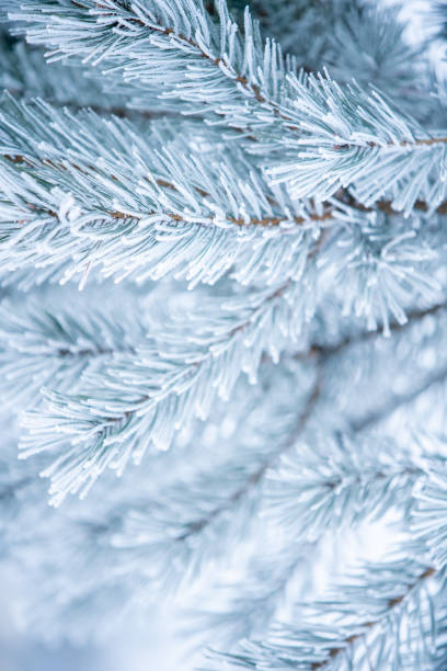 istock Frost-Covered Pine Branches with Dense Needles in Close-Up Under Natural Daylight. 2187813491