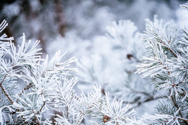 istock Frosted Pine Branches with Needle Details Against a Softly Blurred Background. 2187813504