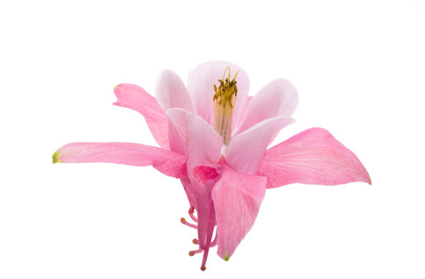 istock pink columbine flower isolated 2187813663