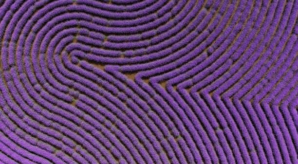 Aerial view of Lavender Fields Aerial view of Lavender Fields -3D aerial view of provence and the lavender fields stock pictures, royalty-free photos & images