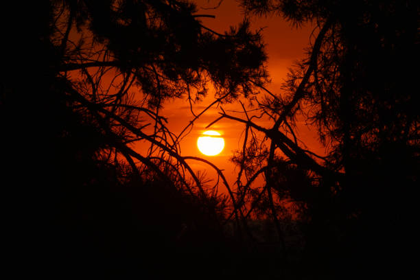 The setting sun and sunset behind the branches of a pine tree. Black shadows at the golden hour in the evening