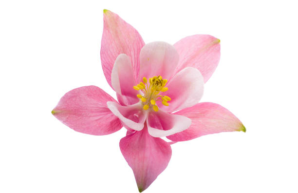 istock pink columbine flower isolated 2187814592