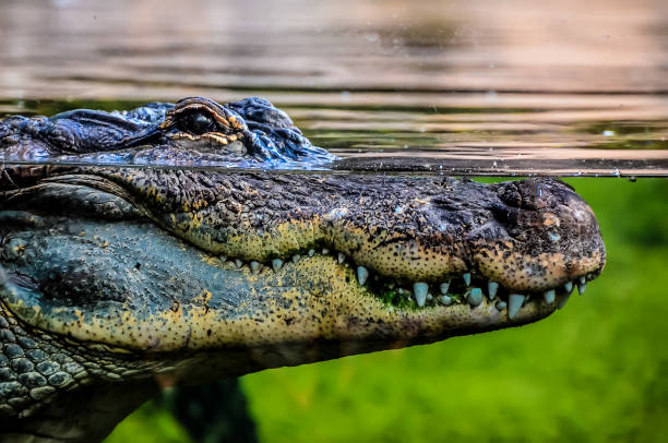 istock Amphibian Prehistoric Crocodile 2187814709