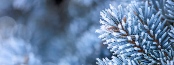 istock Blue spruce tree branches wrapped by rime ice 2187815001