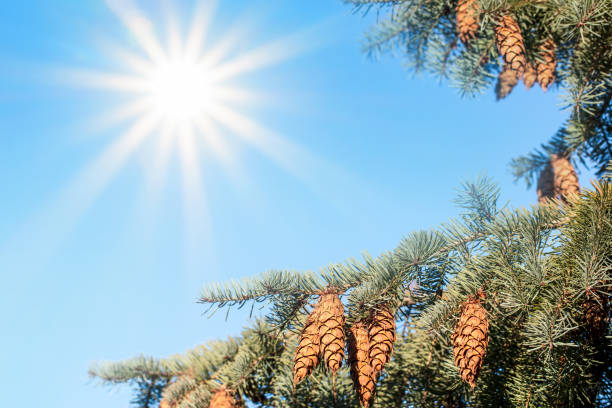 A DSLR photo of fir tree branch with spruce cones on a blue sky background with beautiful sunbeams.