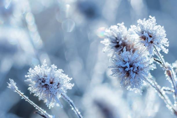 istock Frozen plants covered by rime ice 2187815664