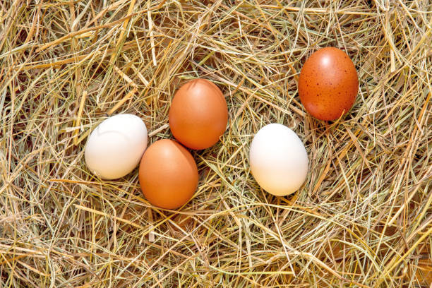 istock Fresh chicken eggs in the hay nest 2187815705