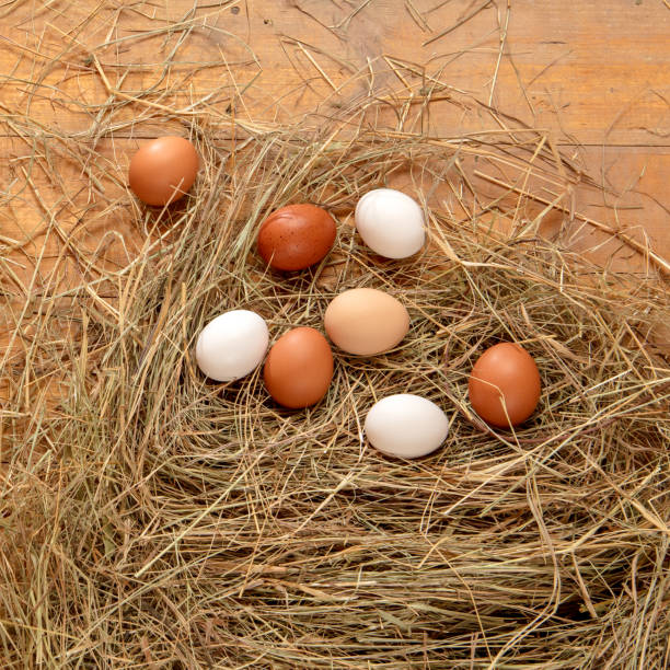 istock Fresh chicken eggs in the hay nest on a rustic wooden background 2187815747