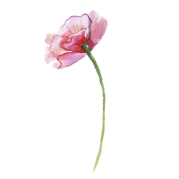istock Vector Watercolor painted tulips. Hand drawn 8 March holiday design elements isolated on white background. 2187815767